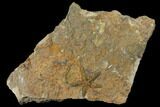 Ordovician Starfish (Petraster?) Fossil - Morocco #118327-1